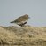 Eurasian Golden-Plover